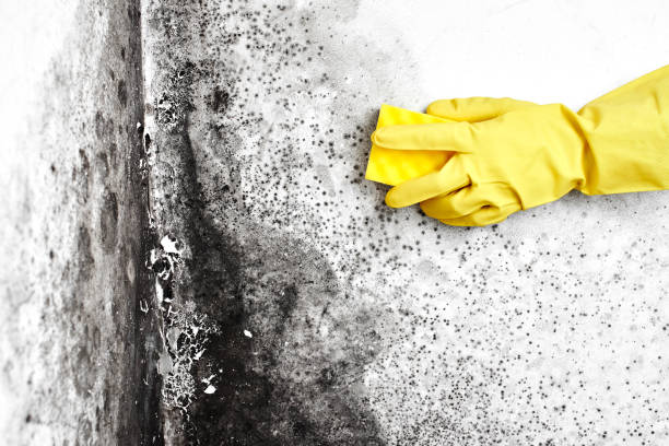 Best Emergency Mold Removal  in Ashford, AL