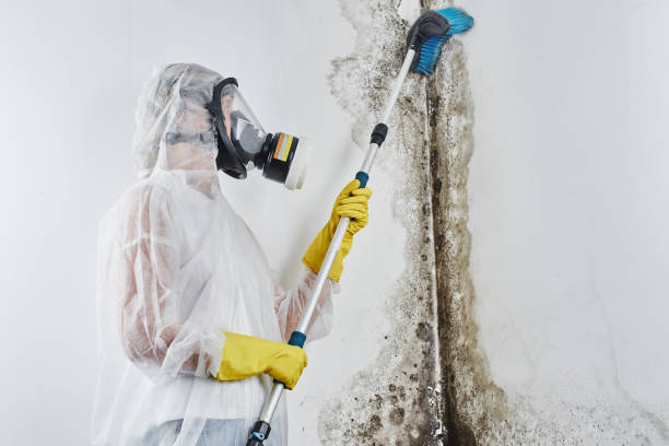Best Local Mold Removal Service  in Ashford, AL