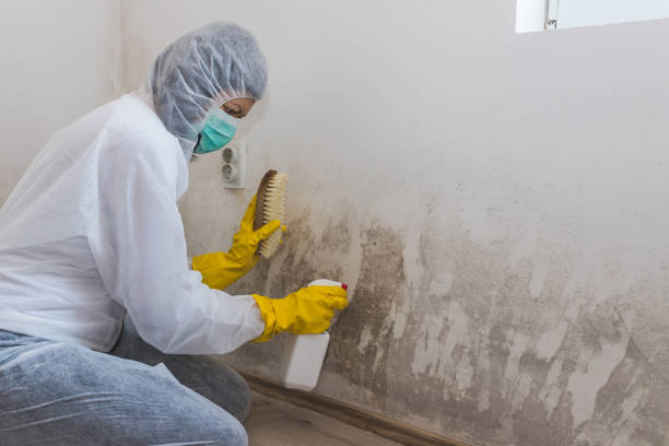 Best Commercial Mold Removal  in Ashford, AL