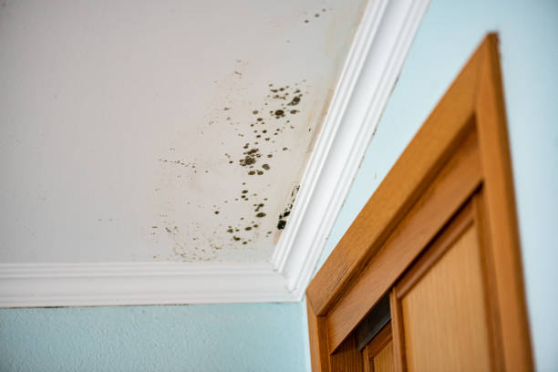 Best Mold Testing  in Ashford, AL